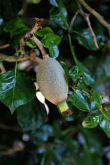 Eine Frucht der Rubiaceae