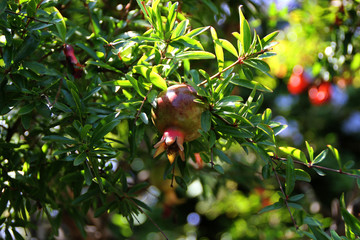 Granatäpfel an einem Baum