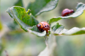 Colorado potato beetle larvae eat leaf of young potato