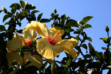 Eine gelbe Hibiskus Blüte