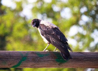 crow on wood in Pellerina park. Looking in camera. Bokeh green background