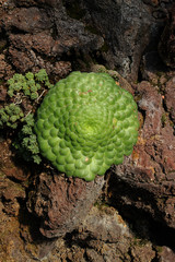 Eine Crassualeceae in Herrenhausen