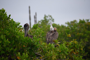 Galapagos Pelicans