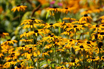 Blüten der Rudbeckien
