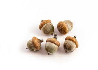 group of green acorn on white background