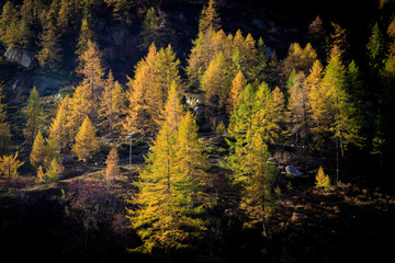 Fototapeta na wymiar autunno nel parco nazionale del Gran Paradiso