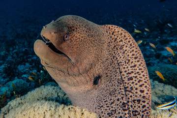Moray eel Mooray lycodontis undulatus in the Red Sea, eilat israel