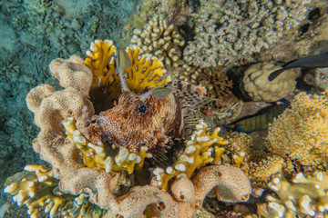 Coral reefs and water plants in the Red Sea, Eilat Israel