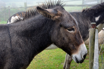 Fototapeta premium Donkey, Ventry, Ireland