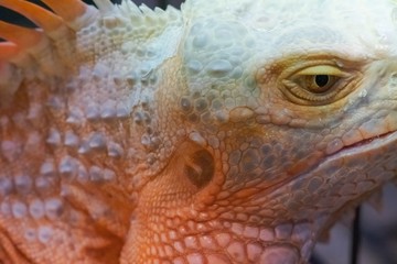 Naklejka premium Iguana close up macro animal portrait photo