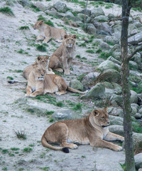 male lion and lioness