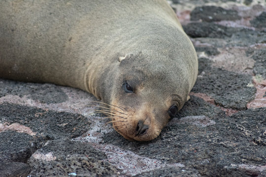 Galapagos Lobos de Mar