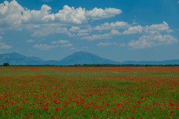 field of poppies, Provence, France 