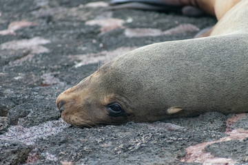 Galapagos Lobos de Mar