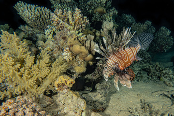 Lion fish in the Red Sea colorful fish, Eilat Israel