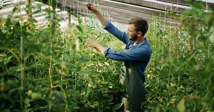 Handsome bearded farmer checking tomatoes in greenhouse, privat gardening enterprise growing organic production