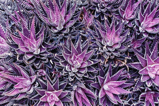 Infrared: Abstract haworthia succulent plant leaves