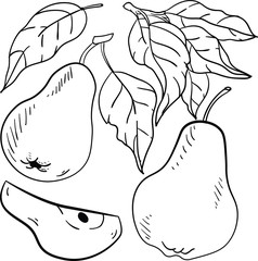 Contour vector illustration with pear, pears slice, leaf, brunch with leaves on white background. Coloring book ideas. Outline illustration with isolated fruits. Good for printing. Doodle style.