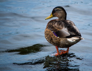 A female mallard duck standing on rock in the pond on a summer afternoon at Jamaica Pond, Massachusetts