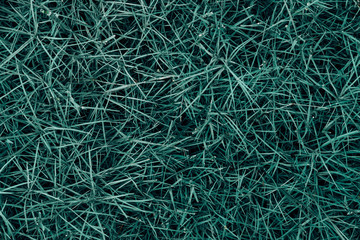 Grass top view minimalistic background. Green lawn close up. Foliage plant leaves abstract backdrop. Botany and nature concept. Flowers fresh spring twigs texture. Color of the summer