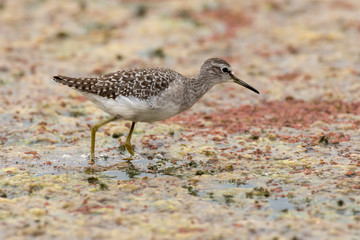 Chevalier sylvain,.Tringa glareola , Wood Sandpiper