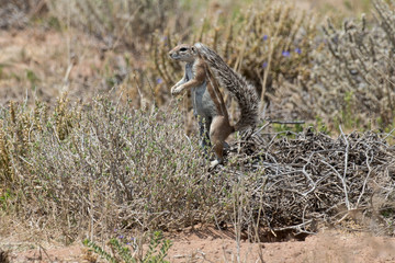 Ecureuil du Cap, Xerus inauris, Afrique du Sud