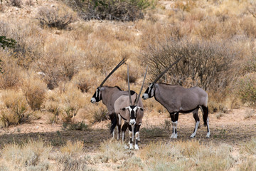 oryx gazelle, gemsbok, Oryx gazella, Parc national Kalahari, Afrique du Sud