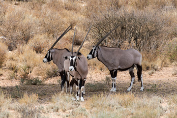 oryx gazelle, gemsbok, Oryx gazella, Parc national Kalahari, Afrique du Sud