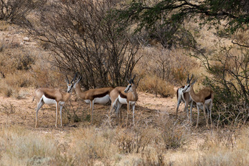 Springbok, Antidorcas marsupialis, Afrique du Sud