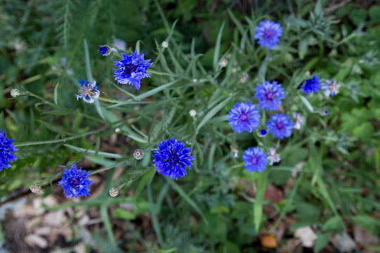 Bleuet centaur&eacute;e