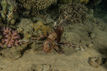 Lion fish in the Red Sea colorful fish, Eilat Israel