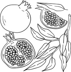 Contour vector illustration with pomegranate and branch with leaf on white background. Coloring book idea. Doodle style. Postcard and logo elements. Isolated fruits.