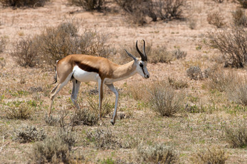 Springbok, Antidorcas marsupialis, Afrique du Sud