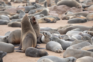 Cape fur seals on Namibian skeleton coast.