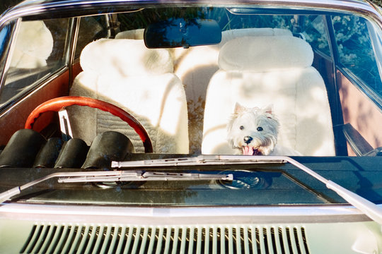 Happy White Dog Sitting In Passenger Seat Of A Classic Car