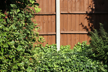 Garden fence with concrete post with ivy and fern in closeup