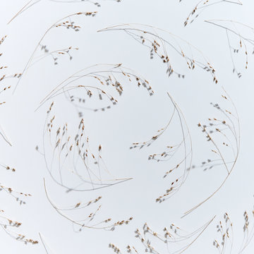 Composition of dry twigs on a gray background. Autumn pattern for layout. Flat lay