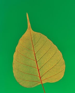 Close-up tender clear leaf with organic skeleton of leaf on a green background.