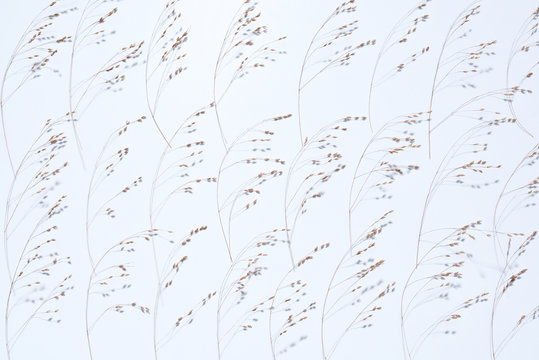 Autumn pattern of dry branches on a gray background. Beautiful layout for your ideas. Flat lay