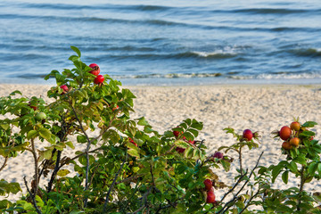 dzika róża, morze i plaża 