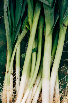 leek branch