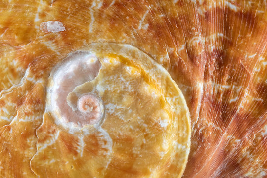 Orange Abalone Shell Closeup