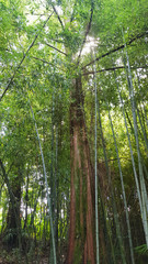 dense bamboo garden in sochi, russia