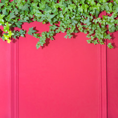 Red wall with frame half covered by Common Ivy. Also known as Hedera helix, English ivy or European ivy. Copy space