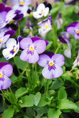 Heartsease (Viola) or Violet. Viola is a genus of flowering plants in the violet family Violaceae.