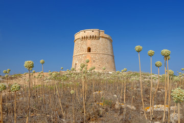 Landscape with Defense Tower Alcaufar - Torre de Defensa de Alcaufar on Menorca.