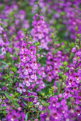 Angelonia flower, Angelonia goyazensis benth in the flower garden