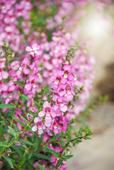 Angelonia flower, Angelonia goyazensis benth in the flower garden