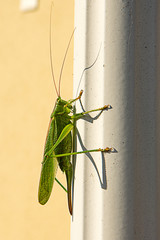 Grashüpfer