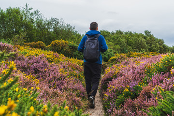 Male hiker with a backpack, walking through purple heather and yellow gorse on a narrow hiking...